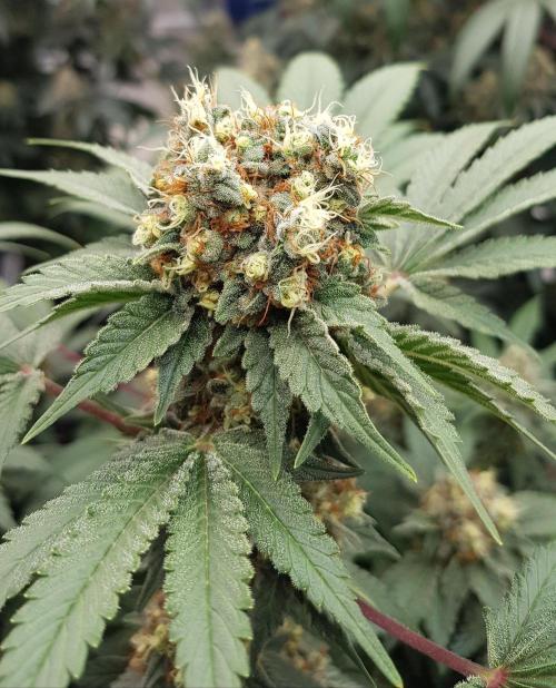 Home Of The Amnesia. Week 12