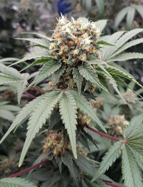 Home Of The Amnesia. Week 12