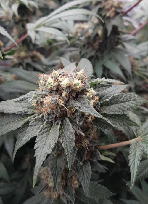 Home Of The Amnesia. Week 12