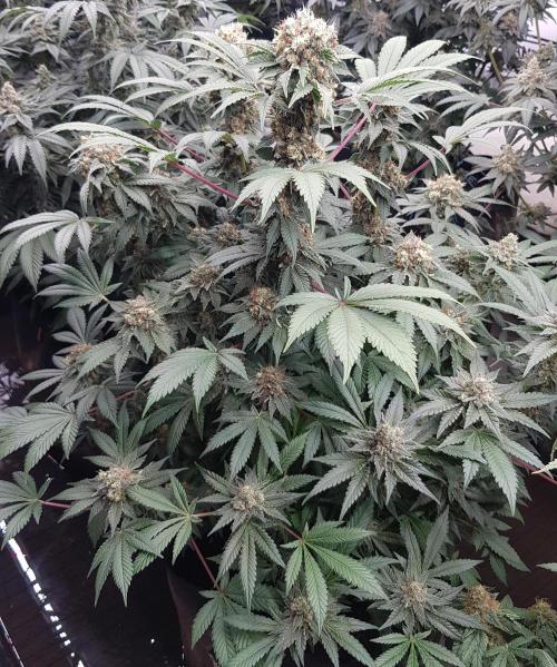 Home Of The Amnesia. Week 12