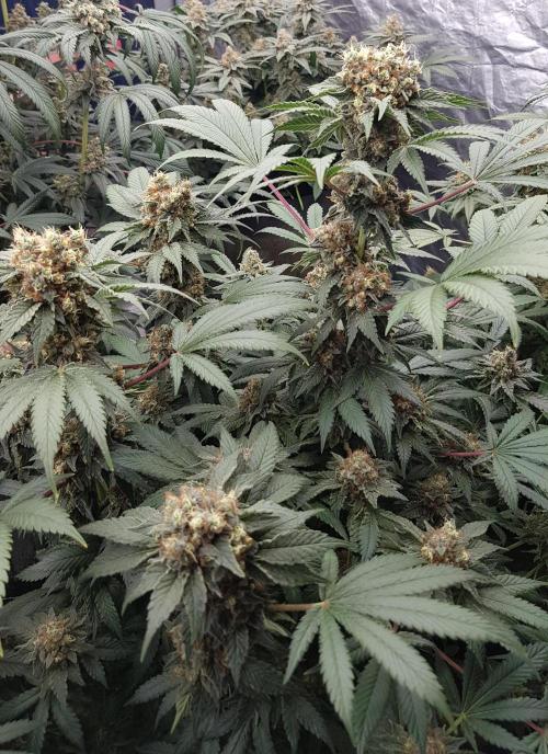 Home Of The Amnesia. Week 12