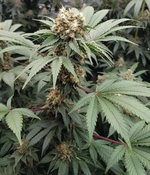 Home Of The Amnesia. Week 12