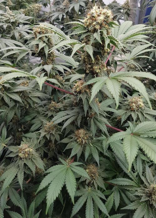 Home Of The Amnesia. Week 12