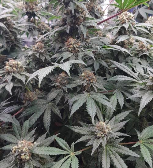 Home Of The Amnesia. Week 12