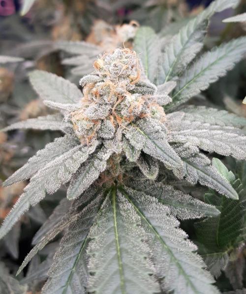 Forbiden Oreo. Week 12