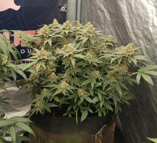 Forbiden Oreo. Week 12