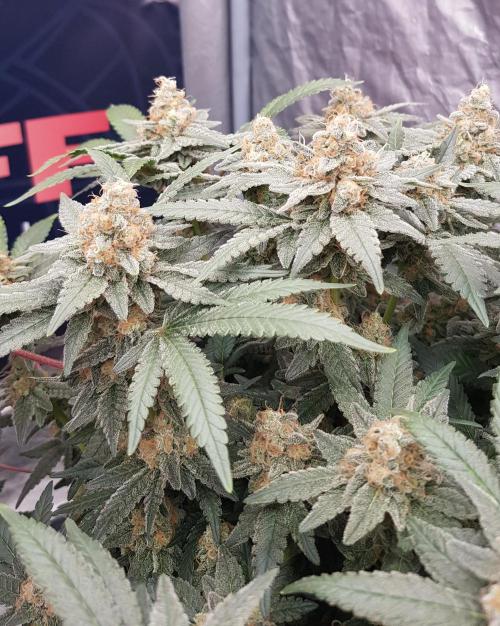 Forbiden Oreo. Week 12