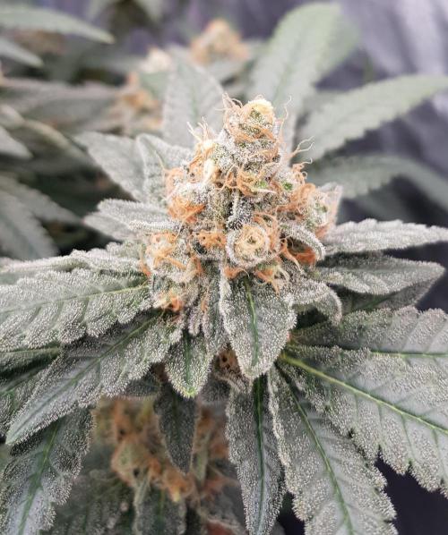 Forbiden Oreo. Week 12