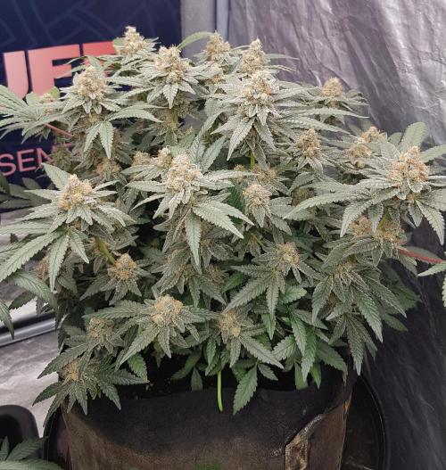 Forbiden Oreo. Week 12