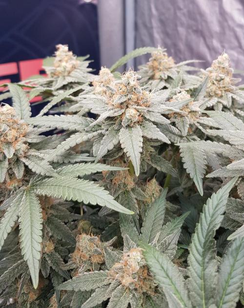 Forbiden Oreo. Week 12