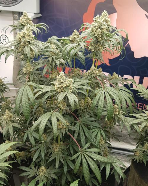 Gelato goes Pink. Week 12