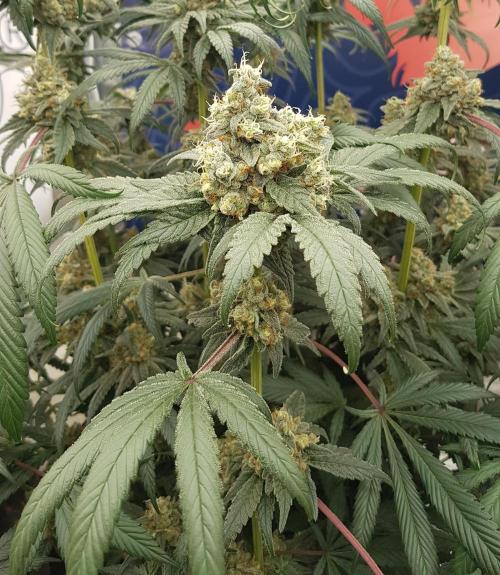 Gelato goes Pink. Week 12
