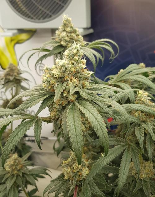 Gelato goes Pink. Week 12