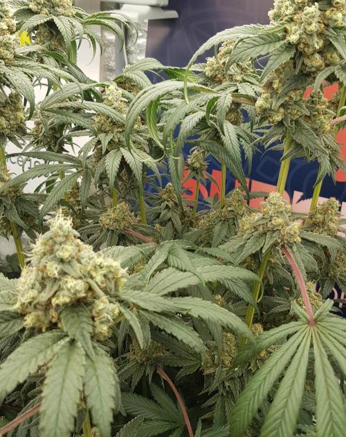 Gelato goes Pink. Week 12