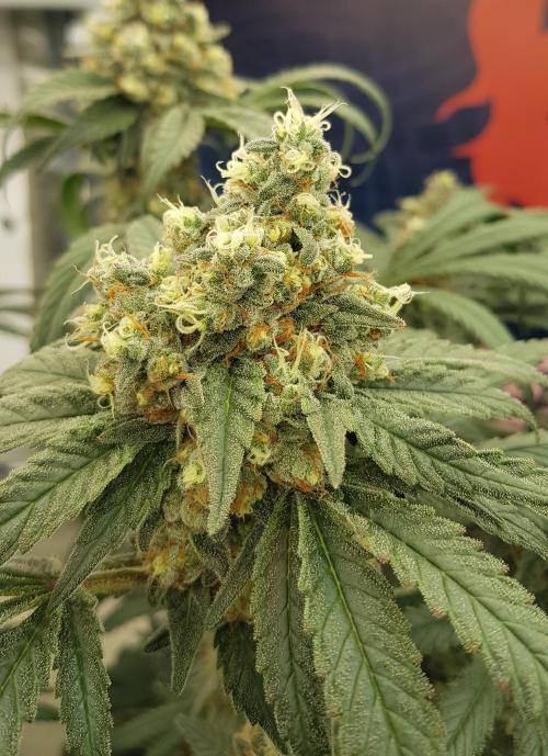 Gelato goes Pink. Week 12