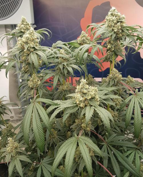 Gelato goes Pink. Week 12