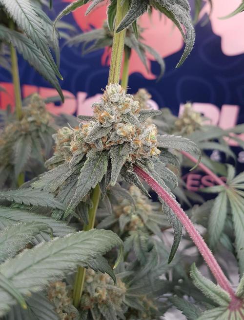 Pink Gelato. Week 12