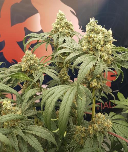 Gelato goes Pink. Week 12