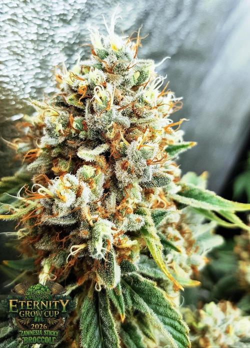 🥦Eternity Grow Cup |GGD. Week 12
