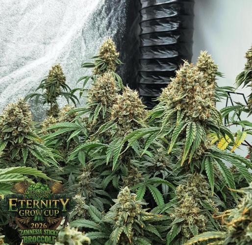 🥦Eternity Grow Cup |GGD. Week 12