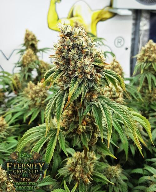 🥦Eternity Grow Cup |GGD. Week 12