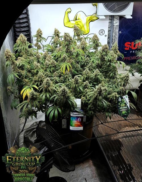 🥦Eternity Grow Cup |GGD. Week 12