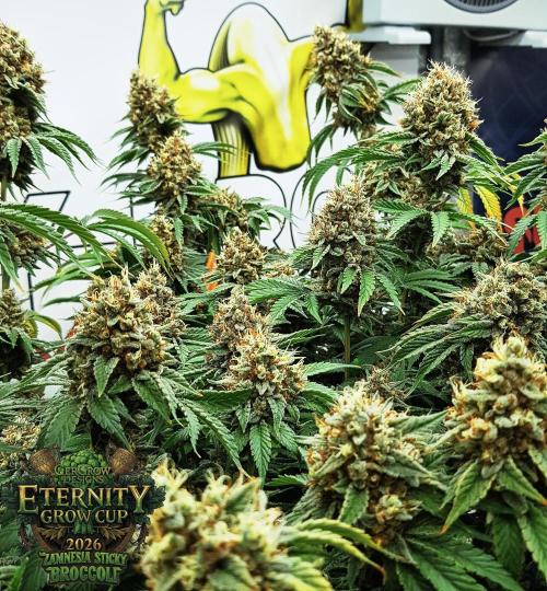 🥦Eternity Grow Cup |GGD. Week 12