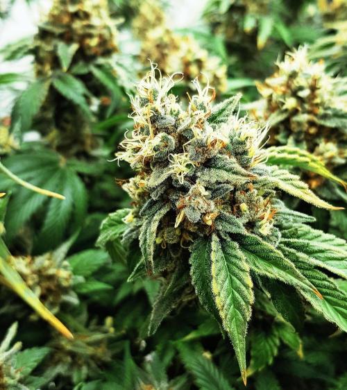 🥦Eternity Grow Cup |GGD. Week 12