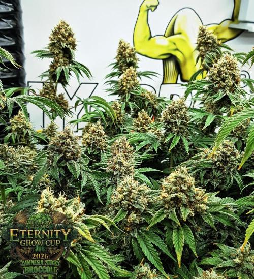 🥦Eternity Grow Cup |GGD. Week 12