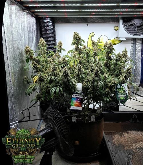 🥦Eternity Grow Cup |GGD. Week 12