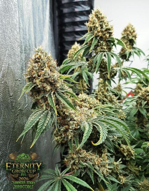 🥦Eternity Grow Cup |GGD. Week 12