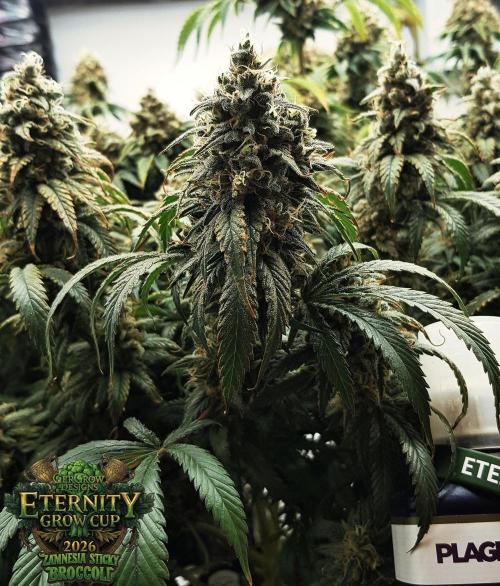 🥦Eternity Grow Cup |GGD. Week 12