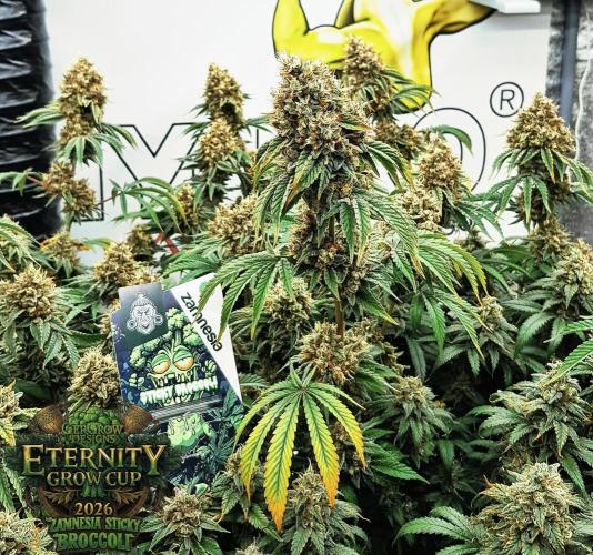 🥦Eternity Grow Cup |GGD. Week 12