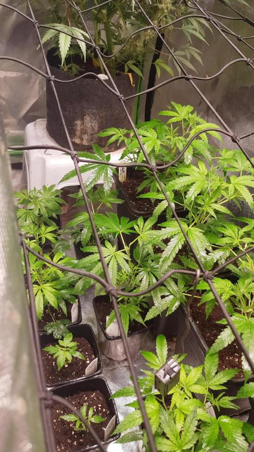 Sweet Seeds Forest #2