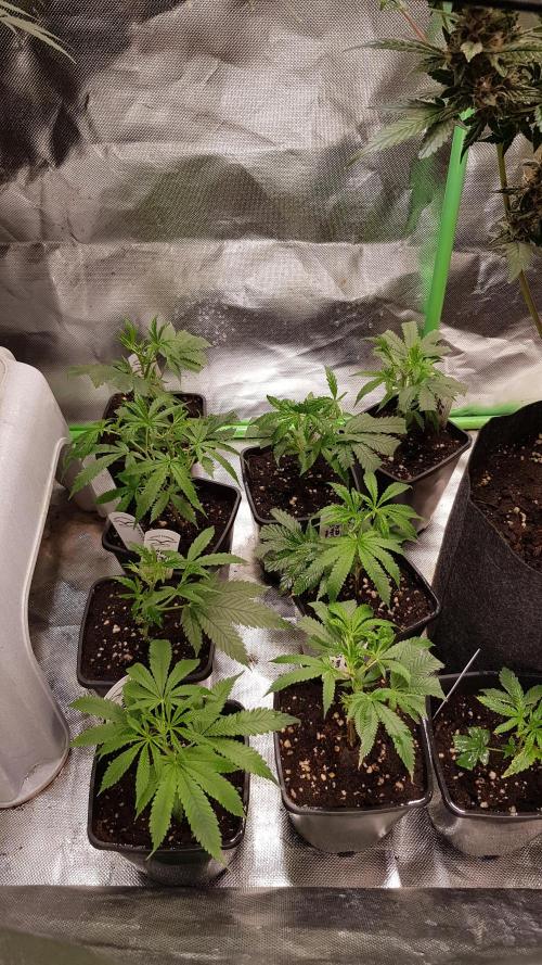 Sweet Seeds Forest #2. Week 4