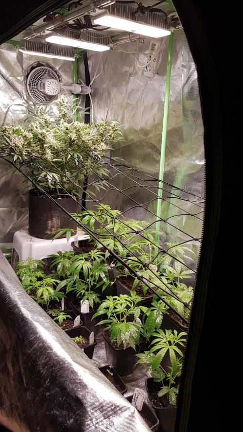Sweet Seeds Forest #2. Week 4