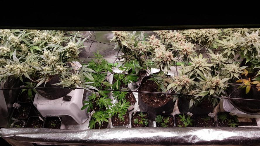 Sweet Seeds Forest #2. Week 4