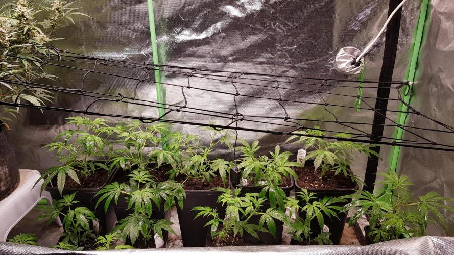 Sweet Seeds Forest #2. Week 4