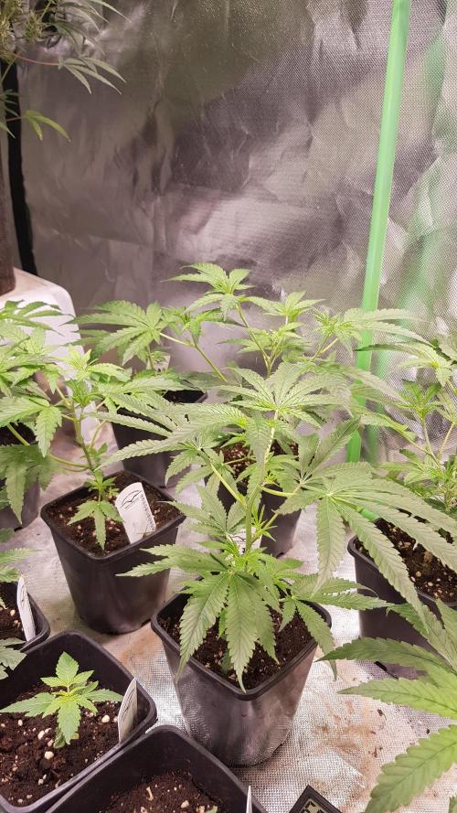 Sweet Seeds Forest #2. Week 4