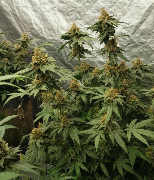 Breeding Special. Week 13