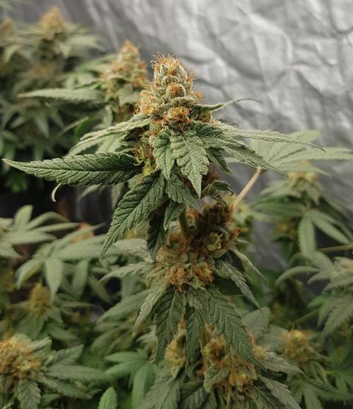 Breeding Special. Week 13