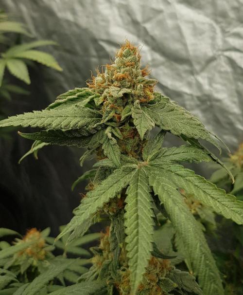 Breeding Special. Week 13