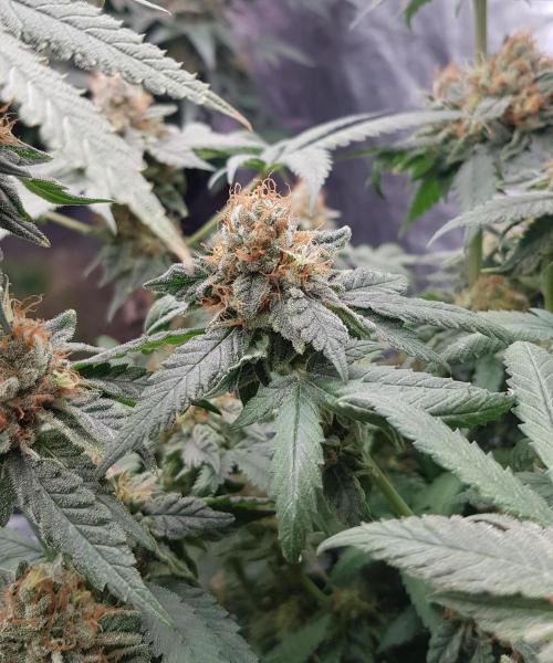 Breeding Special. Week 13