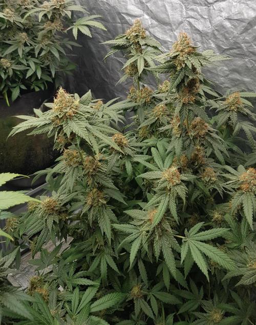 Breeding Special. Week 13