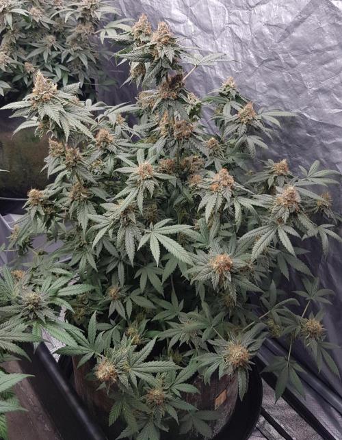 Breeding Special. Week 13