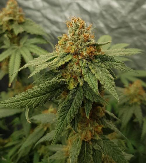 Breeding Special. Week 13