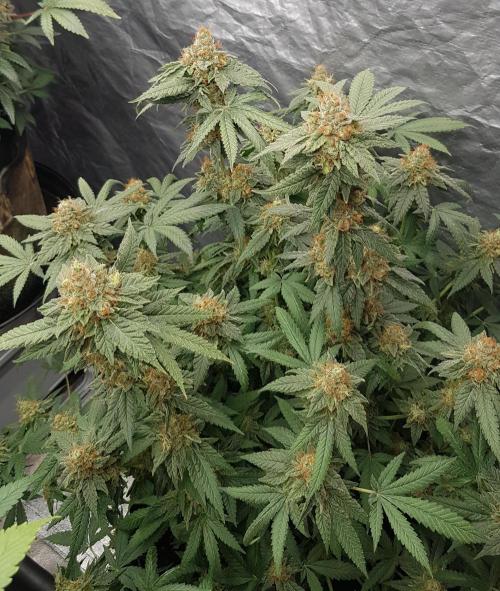 Breeding Special. Week 13