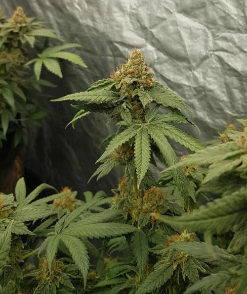 Breeding Special. Week 13