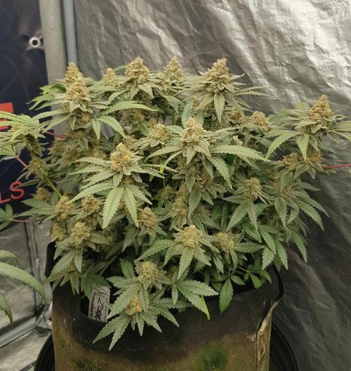 Forbiden Oreo. Week 13