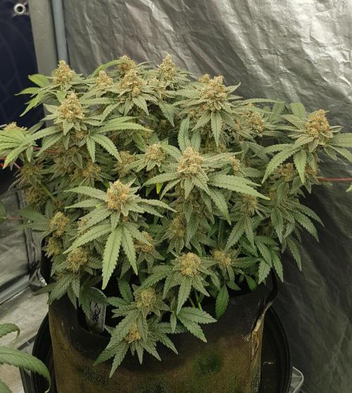Forbiden Oreo. Week 13
